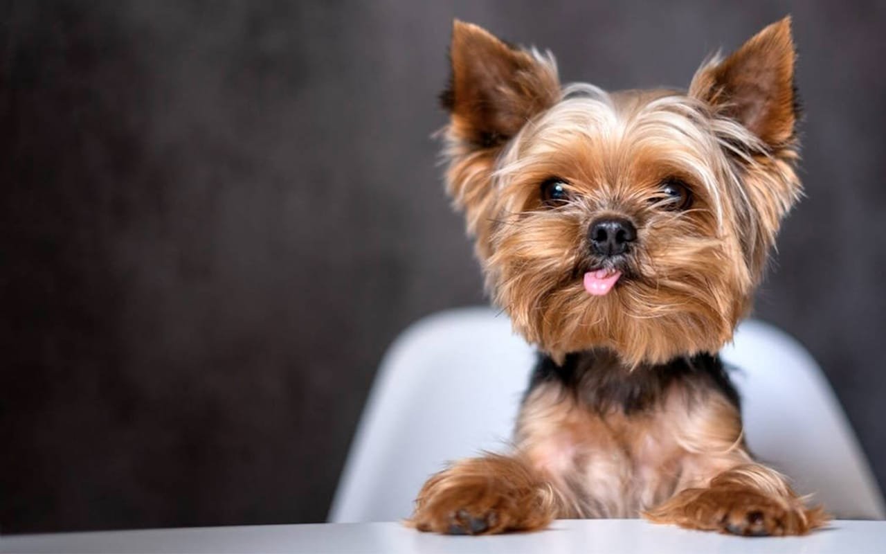 Йоркширский терьер