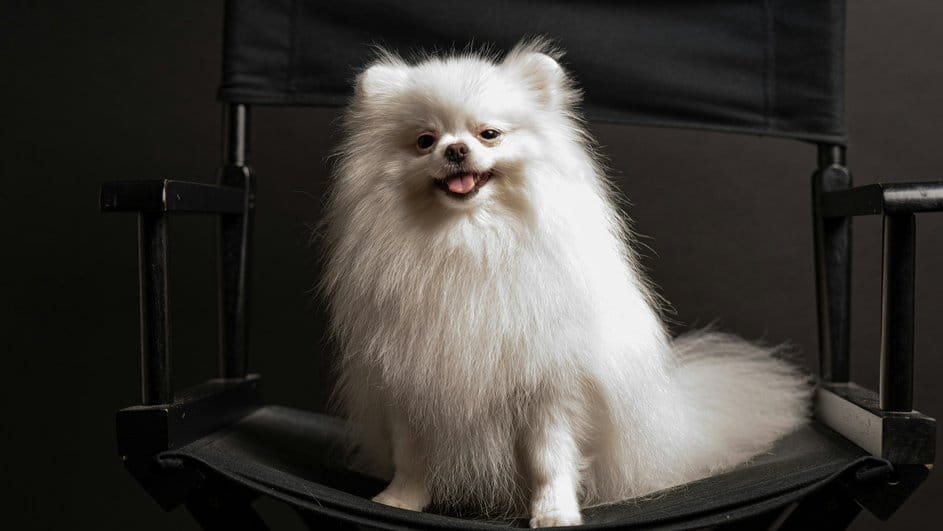 Померанский шпиц