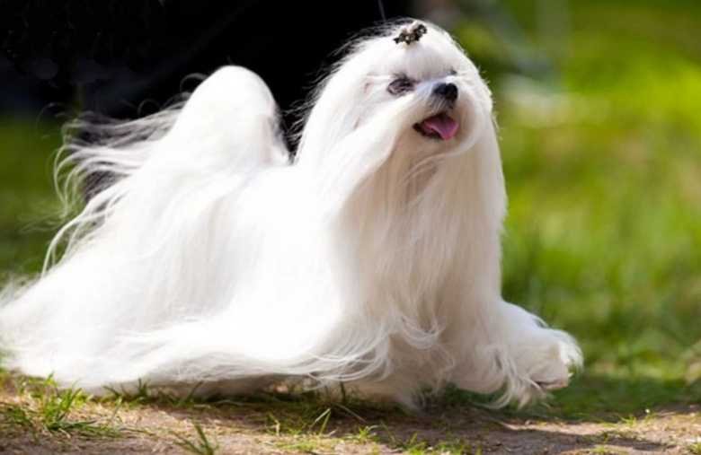 Мальтийская болонка (мальтезе)